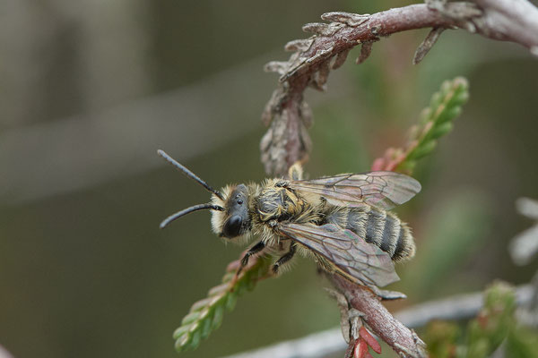 Andrena fuscipes / Heidekraut-Sandbiene - Haltern, Westruper Heide - 51°44`15.80" 7°14`18.99" - (27.08.2020) - Rote Liste: Kategorie V: Vorwarnliste