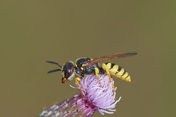 Philanthus triangulum / Bienenwolf - WES Drevenacker Dünen - 51°39`02.42"  6°40`43.35" - (18.07.2020)