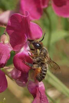 Megachile willughbiella / Garten-Blattschneiderbiene - Bottrop Halde Schöttelheide - 51°33`41.04" 6°53`39.96" - (01.08.2020)