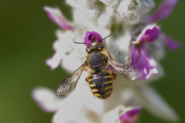 Nr.0682 - Anthidium manicatum / Garten Wollbiene - OB im Garten - 51°31`49.60" 6°50`56.50" - (15.06.2019)