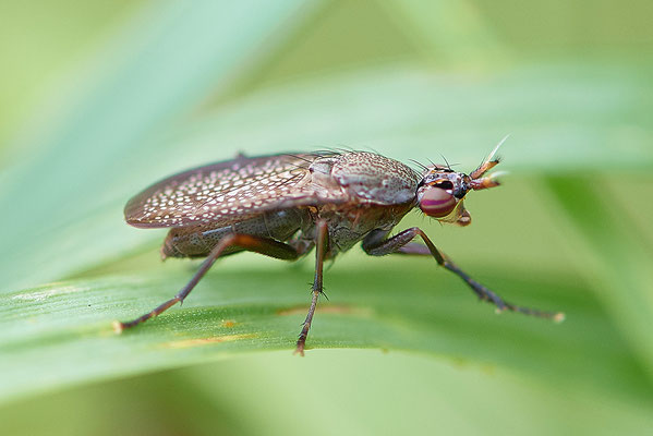 Melierte Schneckenfliege