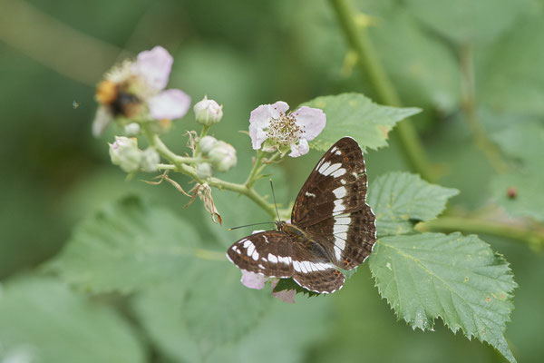 Kleiner Eisvogel - Hünxe - (25.06.2022)