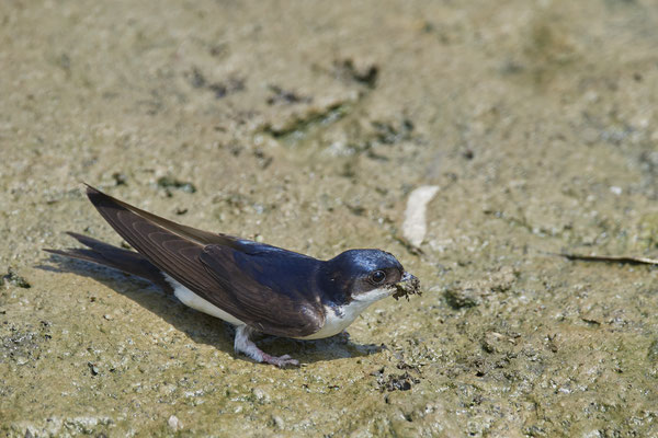 Mehlschwalbe - Auch Sie holen Erde am Bachlauf für den Nestbau - Oberrotweil am Kaiserstuhl - (27.06.2020)