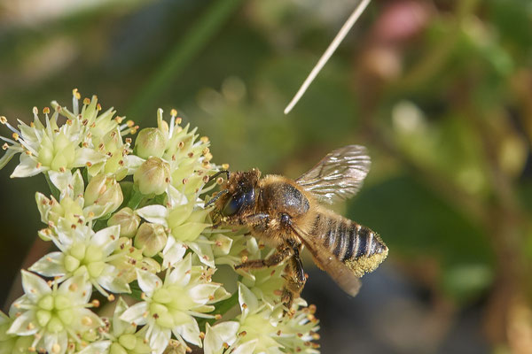 Nr.1221 - Megachile willughbiella f / Garten-Blattschneiderbiene - WES Rheinbrücke Büdericher Insel - 51°38`40.99" 6°36`30.54" - (30.08.2019)