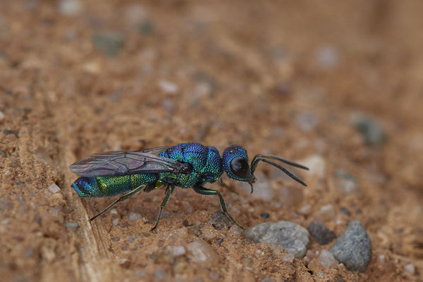 Trichrysis cyanea / Blaue Goldwespe