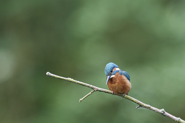 Eisvogeltag - (19.05.2020)