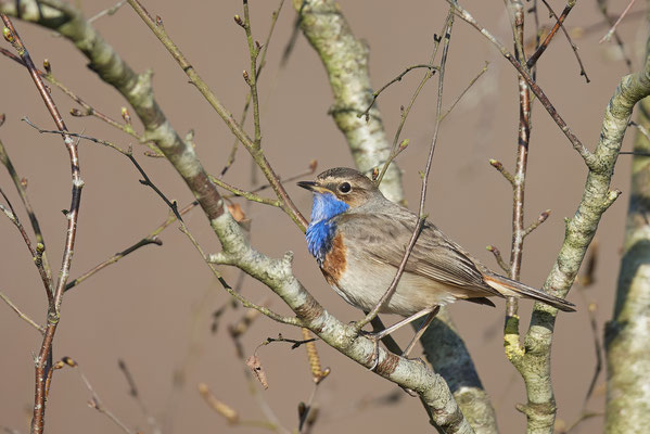 Blaukehlchen