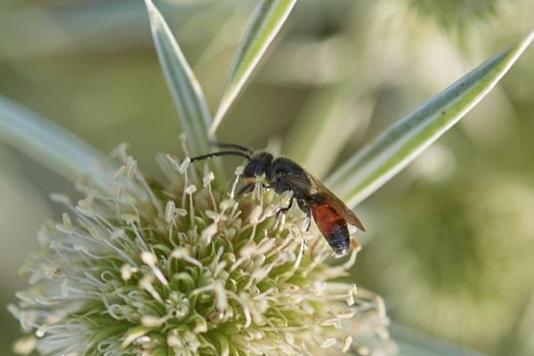 Sphecodes gibbus ?? - Dinslaken Emschermündung - 51°33`56.26" 6°41`27.74" - (08.08.2020)