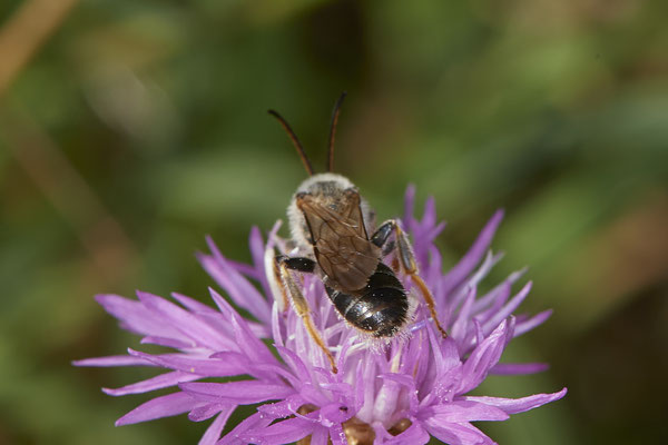 Halictus quadricinctus / Vierbindige Furchenbiene - Dinslaken Emschermündung - (18.08.2020)