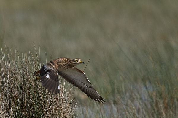 Triel ( Naturpark Albufera )
