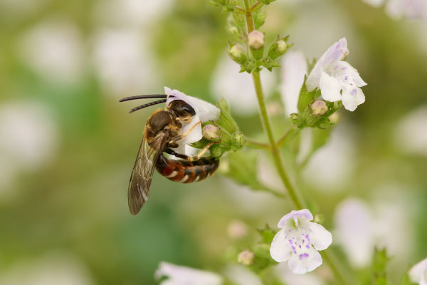 Lasioglossum calceatum