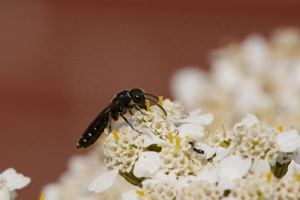 Sapygina decemguttata - Garten