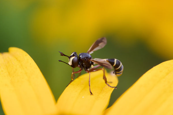 Stieldickkopffliege