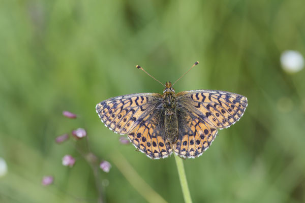 Gebirgs Perlmutterfalter