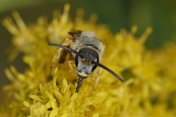Nr.17/16 - Halictus scabiosae - OB/E-LMB - (16.10.2018)