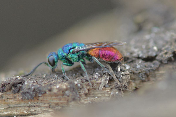 Goldwespe-Chrysis-Ignita