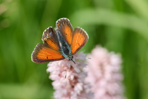 Lilagold-Feuerfalter