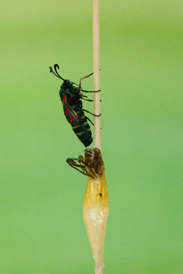 Schlupf vom Sechsfleck-Widderchen