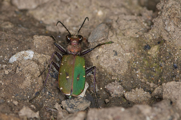 Nr.0077 - Cicindela campestris - Feld-Sandlaufkäfer - DU - Landschaftspark-Nord - 51°28`51.20" 6°47`08.34" - (29.03.2019)