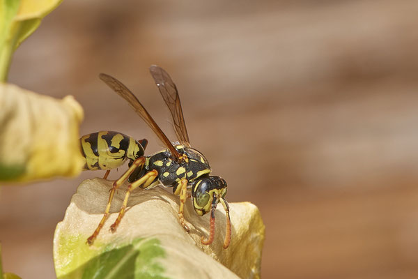 Nr.1024 - Polistes dominula / Französische Feldwespe - OB im Garten - 51°31`49.60" 6°50`56.50" - (29.07.2019)