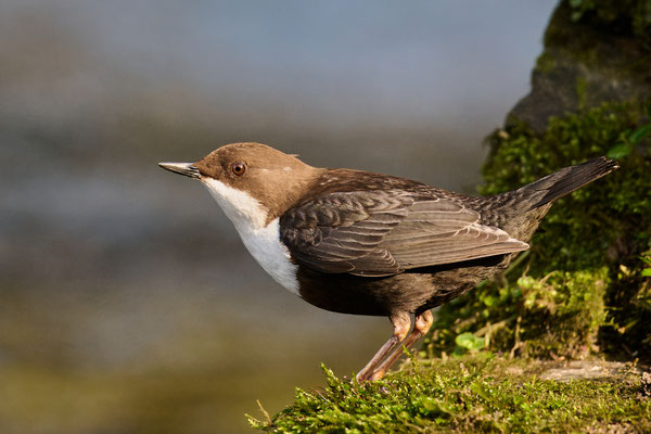 Wasseramsel