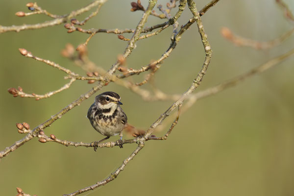 Blaukehlchen Weibchen - Wanderung durchs Moor