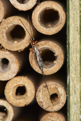 OB - Am Wildbienenhotel im Garten - 51°31`49.60" 6°50`56.50" - (22.07.2020)