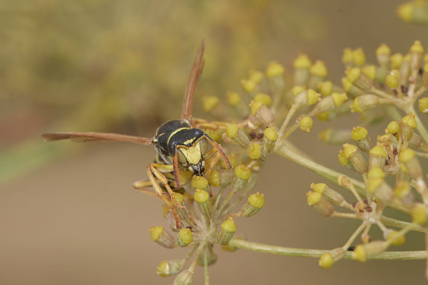 Polistes dominula / Gallische Feldwespe - Dinslaken Emschermündung - 51°33`52.87" 6°41`48.98" - (13.08.2020)
