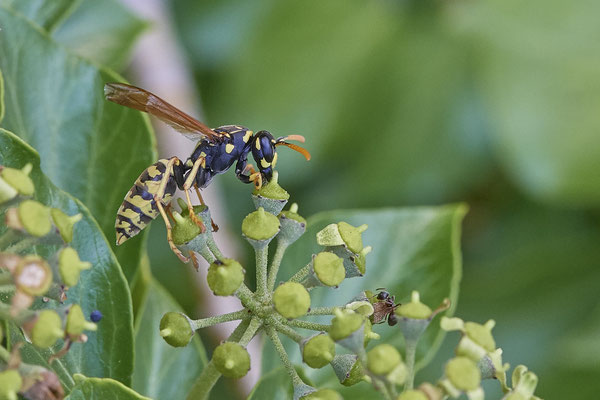 Nr. 03/12 - Gallische Feldwespe (Polistes dominula) - Dinslaken-Hiesfeld Kirchstraße gegenüber vom Mühlenmuseum ( 20.09.2018 )