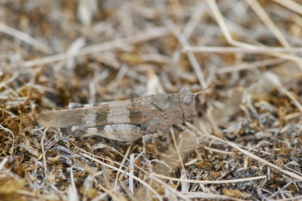 Blauflügelige Ödlandschrecke - Haltern Heidegebiet - (28.08.2022)