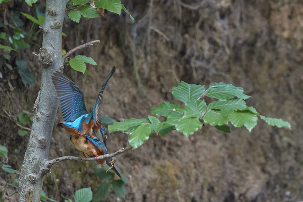 Eisvogel - Kopula - Serie von 7 Fotos - (19.05.2020) Leider nicht knackscharf wegen zu großer Entfernung
