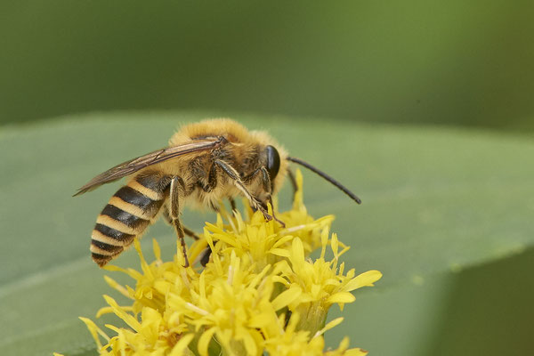 Colletes hederae / Efeu-Seidenbiene - Haltern, Weg an Kiesgrube, Waldrand - 51°42`21.66" 7°15`40.35" - (27.08.2020)
