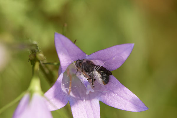 Nr.0753 - Chelostoma rapunculi / Glockenblumen-Scherenbiene - f - OB Hoag Fahrradtrasse - 51°30`13.64" 6°50`46.65" - (19.06.2019)