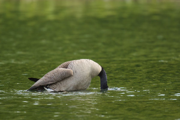 Kopula bei den Kanadagänsen - Unter dem Gewicht des Ganters wird das Weibchen unter Wasser gedrückt