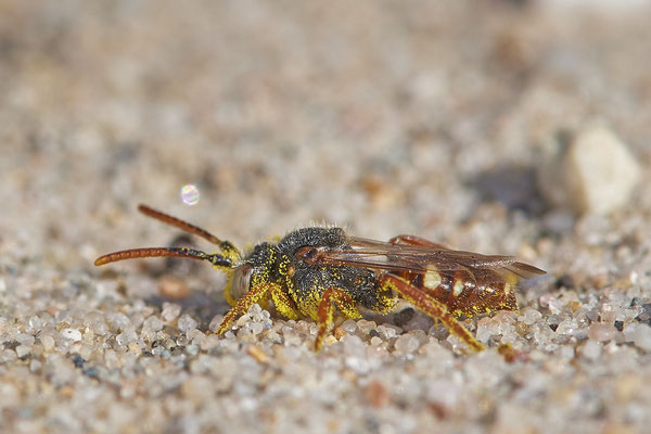 Nr.13/01 - Nomada alboguttata (Weißfleckige Wespenbiene) - OB Läppkes Mühlenbach (11.10.2018)