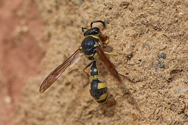 Pillenwespe - Eumenes Spec