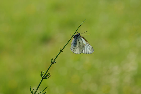 Baum-Weißling - (Urlaub im Allgäu / Bayern vom  08.06. bis 19.06.2025)