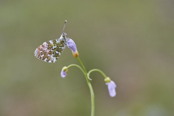 Aurorafalter - Oberhausen - (18.04.2022)
