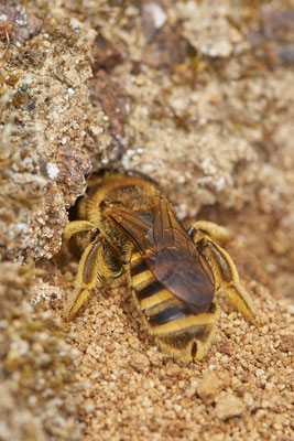 Nr.0346 - Halictus scabiosae - OB LMB - 51°29`11.55" 6°53`53.48" - (30.04.2019)