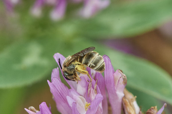 Halictus tumulorum - DIN-Emschermündung - (21.07.2021)