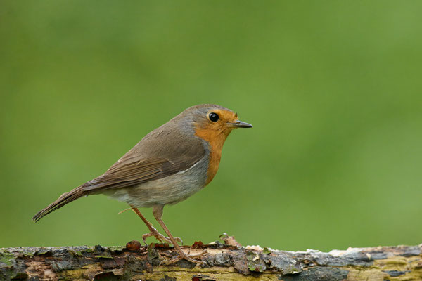 Rotkehlchen