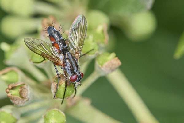 Nr. 5-1/12 - Raupenfliege (Mintho rufiventris)  - OB Weiherstraße-116 Parplatz Netto (24.09.2018)