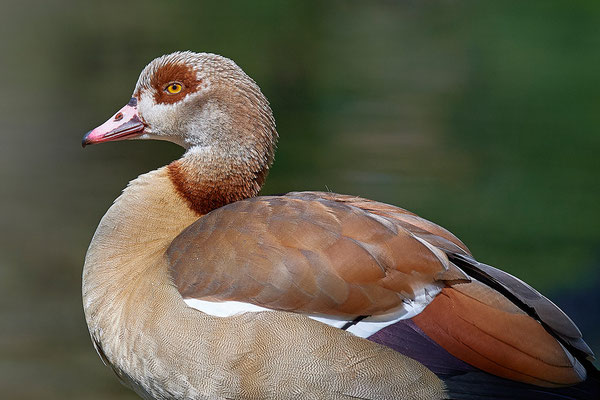 Nilgans