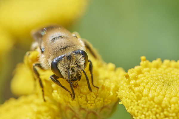 Nr.1123 - Colletes daviesanus / Buckel-Seidenbiene - OB Zeche Sterkrade - 51°31`11.24" 6°50`15.70" - (10.08.2019)