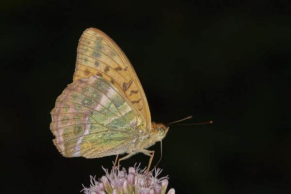Kaisermantel - (31.07.2020)