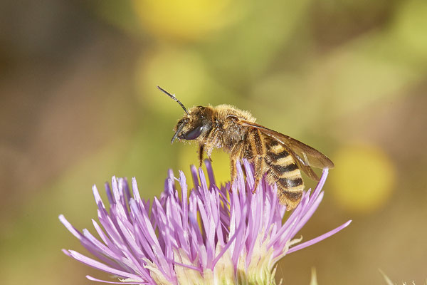 Halictus scabiosae - LMB - (02.07.2021)