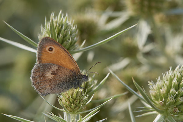 Dinslaken Emschermündung - 51°33`56.26" 6°41`27.74" - (08.08.2020)