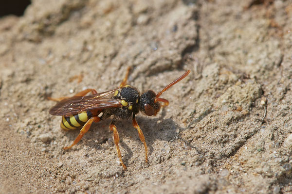 Nr.0159 - Dingdener Heide - 51°46`56.92" 6°40`27.75" - (09.04.2019)