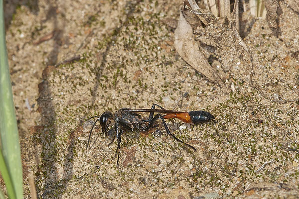 Nr.12/21 - Ammophila sabulosa (Gemeine Sandwespe) - OB Läppkes Mühlenbach (10.10.2018)