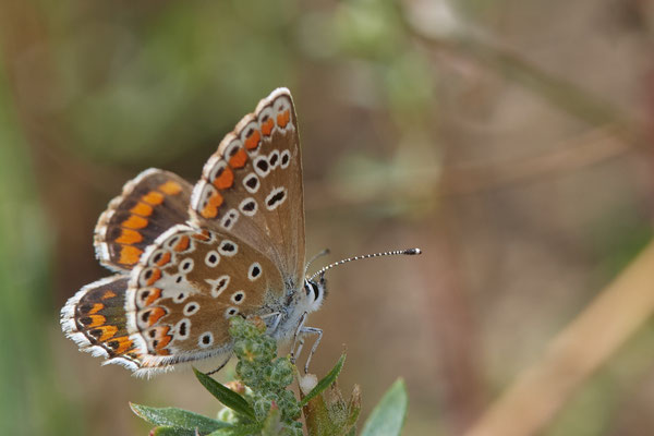 Nr.1168 - Aricia agestis / Kleiner Sonnenröschen-Bläuling - WES Lippedünen Aaper Vennekes - 51°39`12.73"  6°40`40.66" - (12.08.2019)